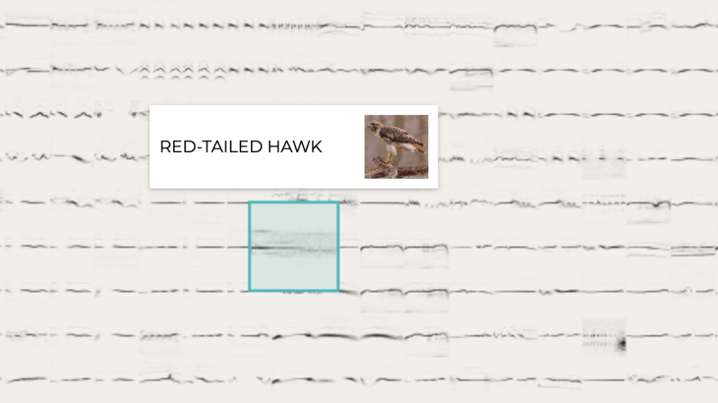 Bird Sounds